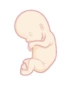 12 weeks fetus