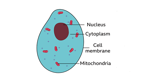 Animal cell dia gram