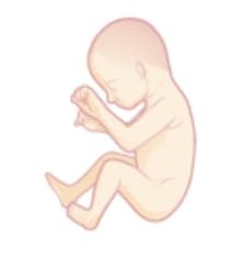 Another fetus
