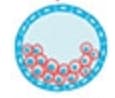 Blastocyst