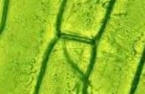 Cell le wall