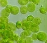 Chloro le plast
