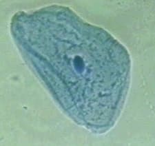 Cytoplasmm