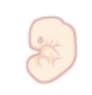 Fetal Stage