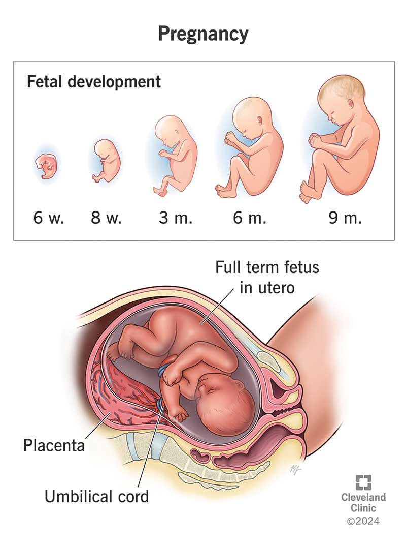 Fetal development