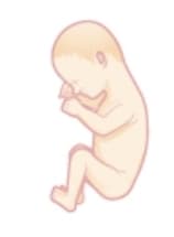 Fetus