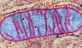 Mitochondria