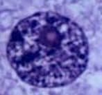 Nucleuss