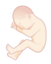 Oh God a fetus