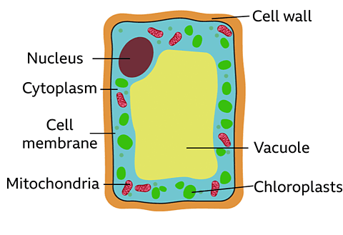 Plant cell diagram
