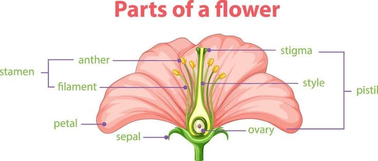 Plant reproduction diagram
