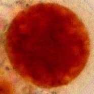 Vacuole lL