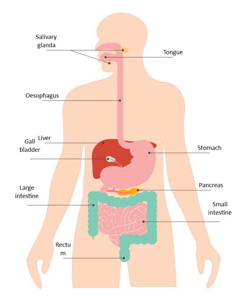 digestion-diagram