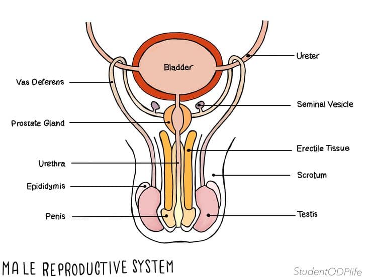 Male reproduction diagram
