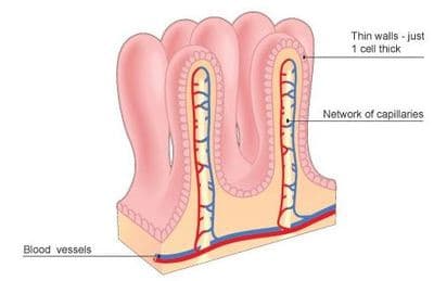 Villi